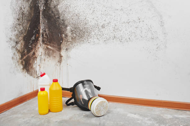 Mold Testing and Removal in Richmond, MI