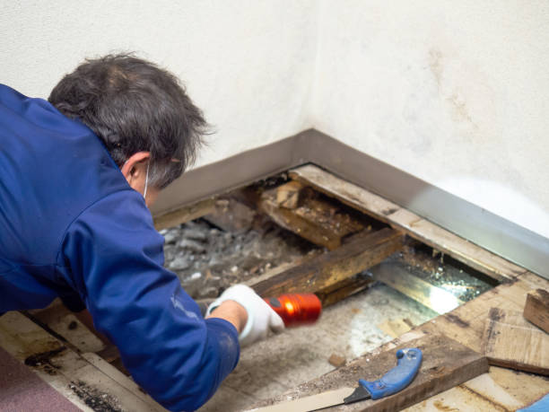 Best Best Mold Removal Companies  in Richmond, MI