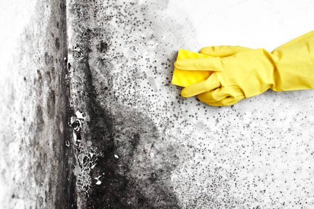 Best Emergency Mold Removal  in Richmond, MI