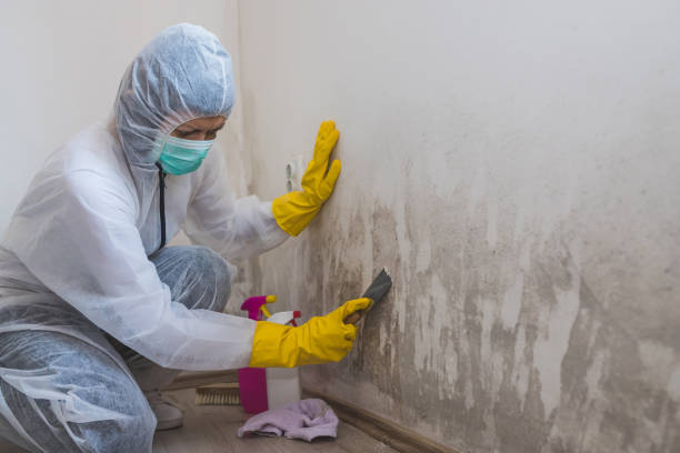 Mold Removal and Inspection in Richmond, MI