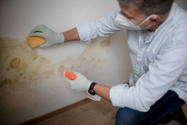 Attic Mold Removal in Richmond, MI