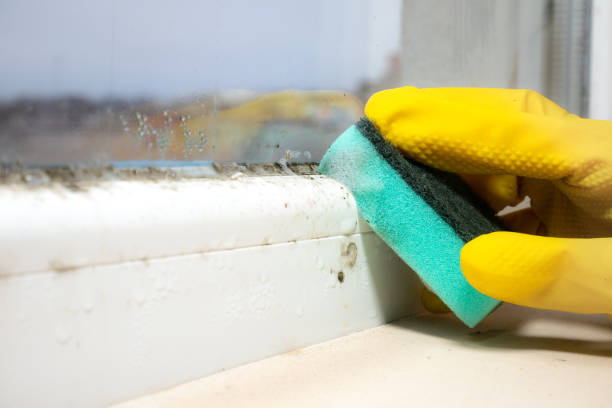 Best Fast Mold Removal  in Richmond, MI