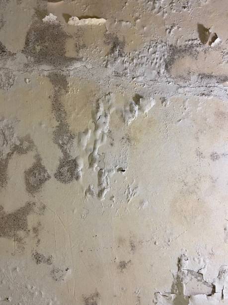 Best Home Mold Removal  in Richmond, MI
