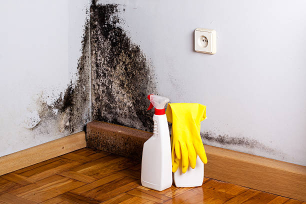 Best Professional Mold Removal  in Richmond, MI