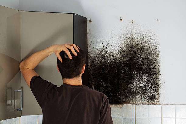 Best Commercial Mold Removal  in Richmond, MI