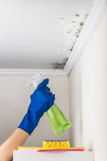 Best Professional Mold Removal  in Richmond, MI