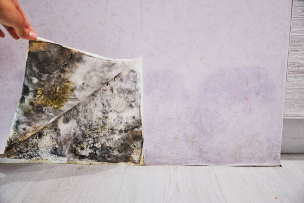 Best Mold Removal and Inspection  in Richmond, MI